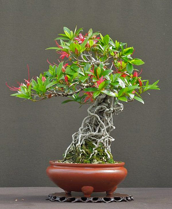 ¿Cómo es un Bonsai Neagari?